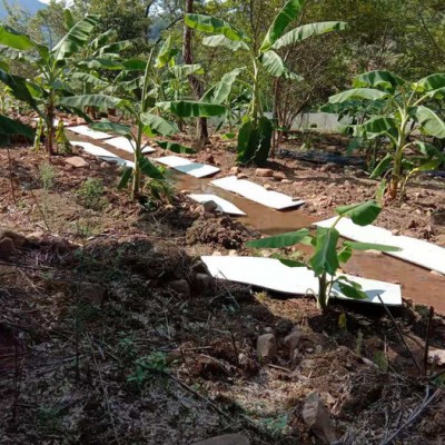 佳鑫石蛙 养殖技术 野生石蛙 野生种蛙蛙厂家