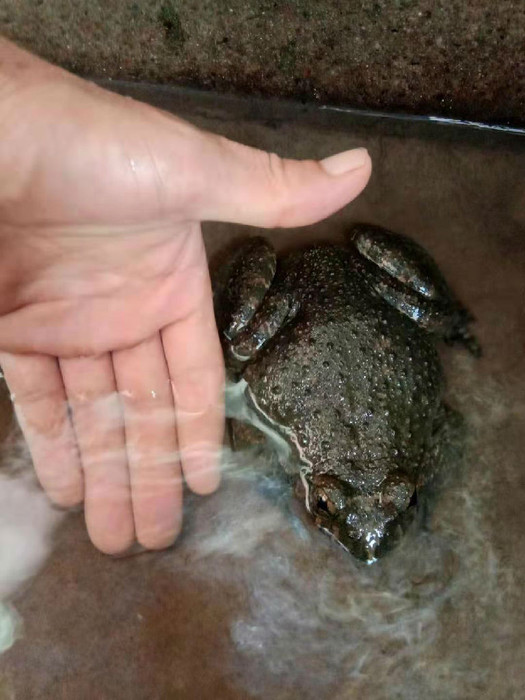 佳鑫石蛙 石蛙 石蛙 成活率高