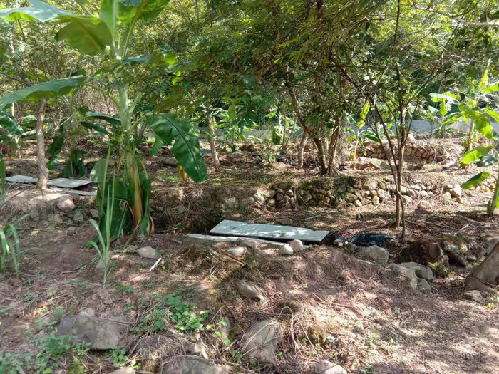 佳鑫石蛙 石蛙蝌蚪厂家 野生石蛙 成活率高