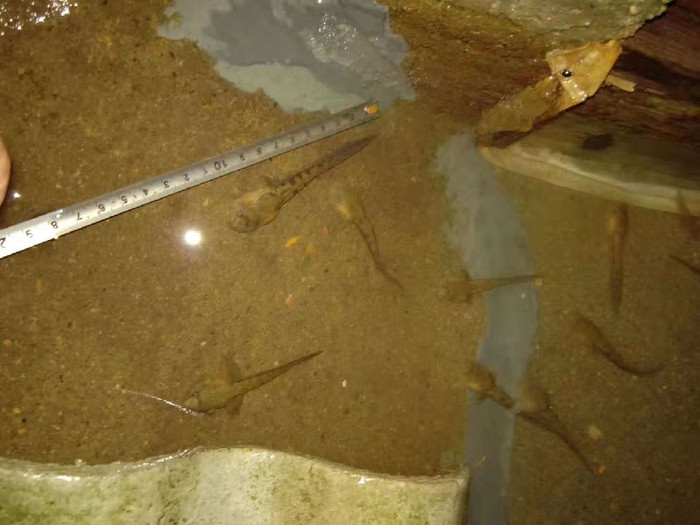 佳鑫石蛙 生态养殖厂家直销 石蛙 野生生态养殖场家