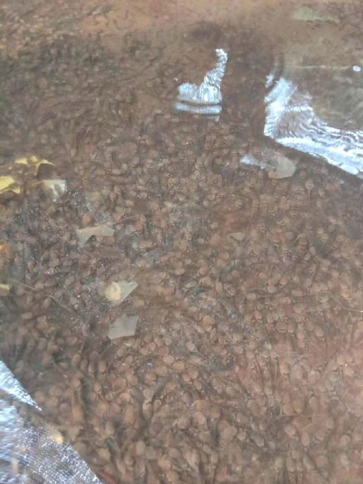 佳鑫石蛙 石蛙 野生石蛙 野生蝌蚪蛙苗