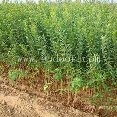 石榴树苗-双宝果树有口皆碑-石榴树苗养殖技术