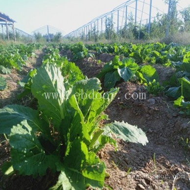 农业生态种植去哪儿-生态种植去哪儿-摘吧家庭农场生态农村