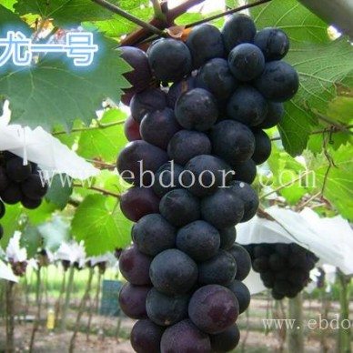浪漫红颜葡萄苗哪里有-善田苗木(在线咨询)-葡萄苗哪里有