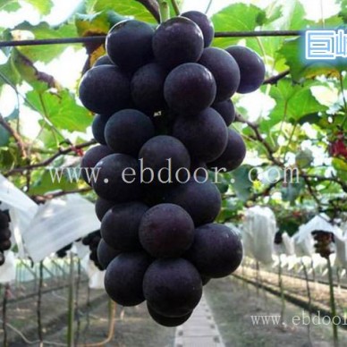 5BB阳光玫瑰葡萄苗批发价格-善田苗木专业培育基地