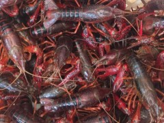 [供]小龙虾全年供应  价格随行就市