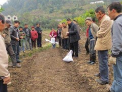 桂花播种育苗之贮藏桂花种子的方法和留意事项
