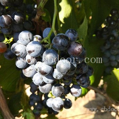 葡萄苗-葡萄苗购买-双宝果树(推荐商家)