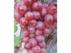 玫瑰香葡萄苗公司-寿光市鲁粒葡萄苗厂家-葡萄苗