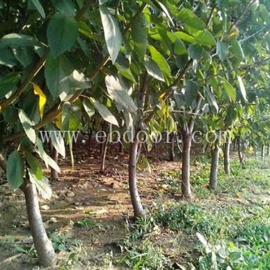 樱桃苗求购-双宝果树有口皆碑-苏州樱桃苗