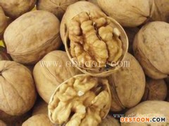 2年苗辽核8号核桃多少钱棵的行业须知「多图」