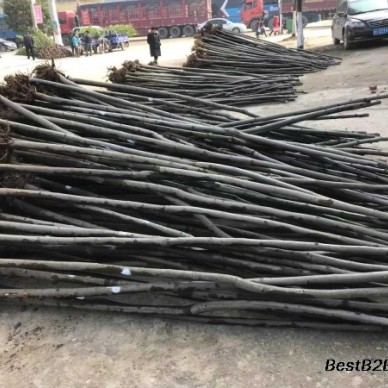 河南新乡3公分紫薇农户直销