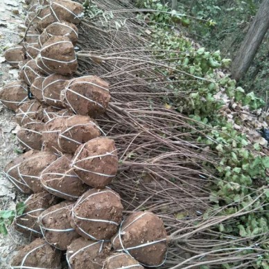 河南占地苗蜀桧批发