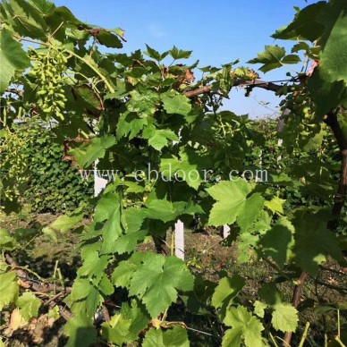 优质葡萄苗基地-金华葡萄苗-批发基地【善田苗木】(查看)