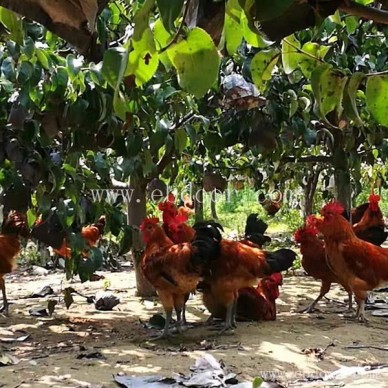 摘吧家庭农场收费低-周边生态水产养殖基地