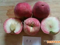 桃苗-春美桃树苗价格-果源农业(推荐商家)