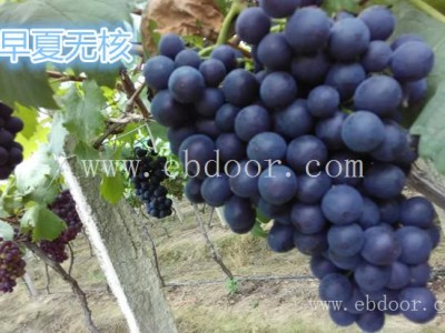 红提葡萄种苗哪里有-浙江葡萄种苗哪里有-善田苗木成活率高