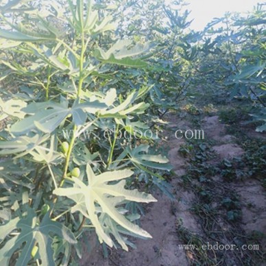 附件休闲农业去哪儿-休闲农业去哪儿-摘吧家庭农场价格低