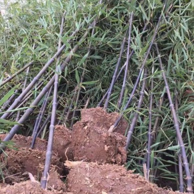 河南3公分早园竹子市场批发