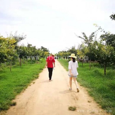 虞城团体活动-摘吧家庭农场生态农村-农家团体活动有哪些
