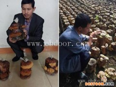 山东桑树桑黄种植-山东桑树桑黄-海阳长程食用菌研究所(查看)