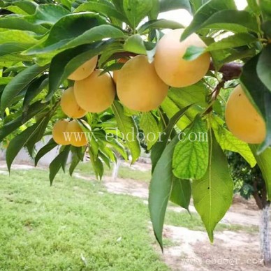 虞城农业生态种植-摘吧家庭农场好玩-农业生态种植电话