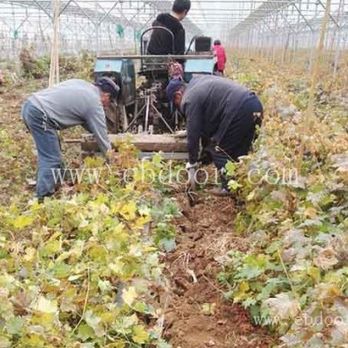 葡萄苗-双宝果树有口皆碑-葡萄苗选择