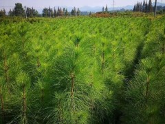 上半年，南方苗市主购类型有哪些？