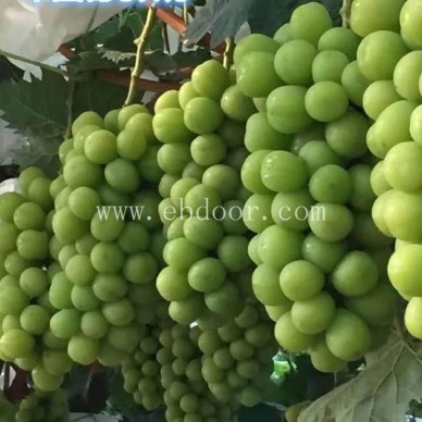 葡萄苗价格-甜蜜蓝宝石葡萄苗价格-善田苗木(推荐商家)