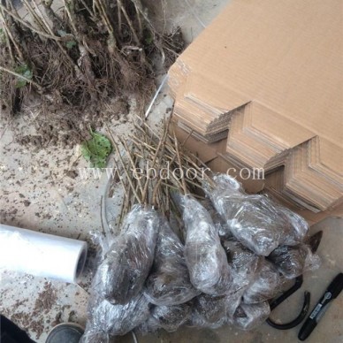 黑珍珠樱桃苗多少钱-扬名苗木(在线咨询)-湖北黑珍珠樱桃苗