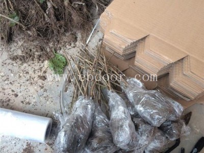 黑珍珠樱桃苗多少钱-扬名苗木(在线咨询)-湖北黑珍珠樱桃苗