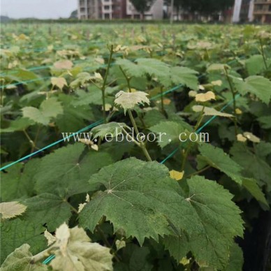 批发基地【善田苗木】-丛林玫瑰葡萄苗哪里有-葡萄苗哪里有