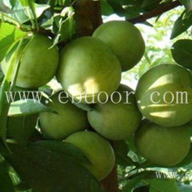 大泽山镇李子苗-李子苗图片-双宝果树(推荐商家)