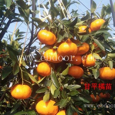 正宗红美人柑橘苗-红美人柑橘苗-扬名苗木品种丰富(查看)