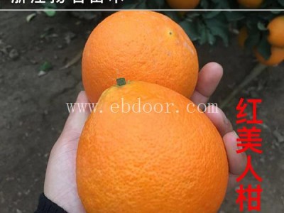 红美人柑橘苗多少钱一棵-红美人柑橘苗-扬名苗木品种丰富