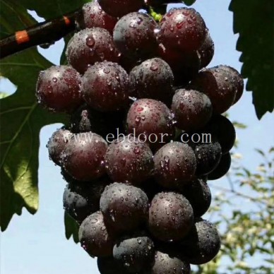 红提葡萄苗出售-善田苗木专业培育基地-红提葡萄苗