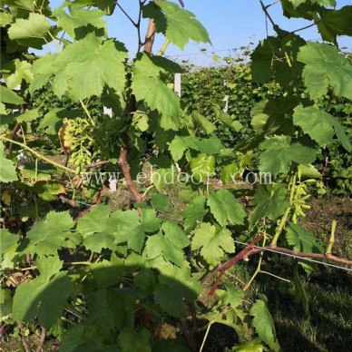 优质葡萄苗基地-浙江葡萄苗-葡萄苗批发选善田苗木(查看)