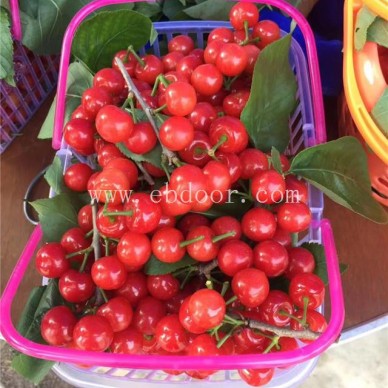 大樱桃苗批发-四川樱桃苗-扬名苗木品质优良