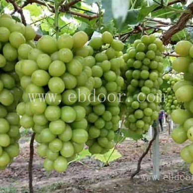 大红提葡萄苗-葡萄苗-双宝果树果香四溢?(查看)