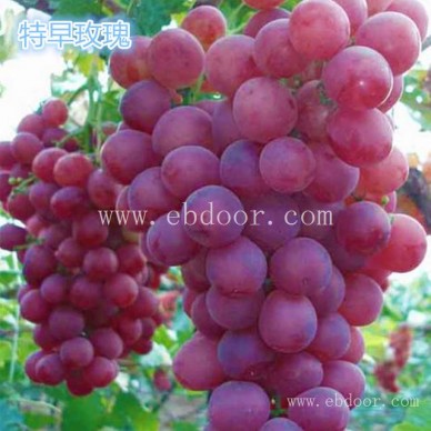 甬尤一号葡萄苗哪里买-批发基地【善田苗木】