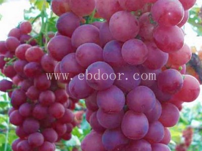 甬尤一号葡萄苗哪里买-批发基地【善田苗木】