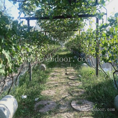 周边生态种植去哪里-生态种植去哪里-摘吧家庭农场价格低