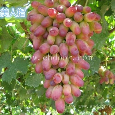 花佳阳光玫瑰葡萄种苗哪里买-善田苗木基地专业放心