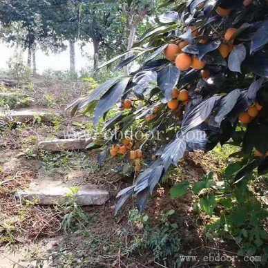 附件休闲农业基地电话-附件休闲农业-摘吧家庭农场收费低