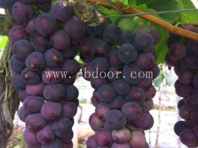 甬尤一号葡萄苗-善田苗木成活率高-甬尤一号葡萄苗批发价