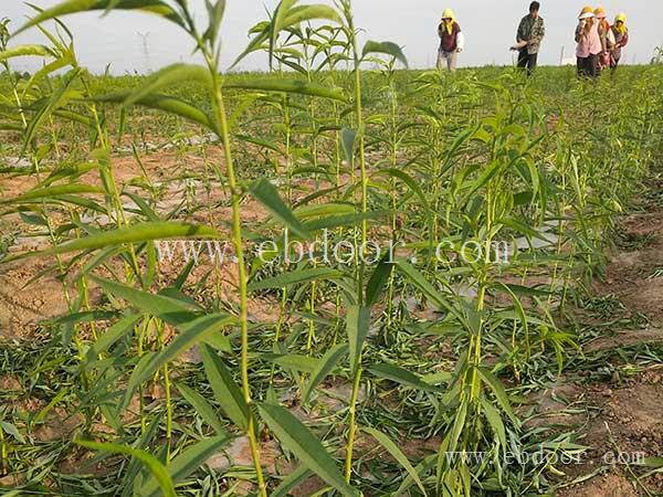 桃子苗-双宝果树有口皆碑-桃子苗价格