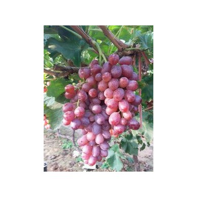 [供]冬储优质果，货源充足，交通便利，服务周到，欢迎垂询