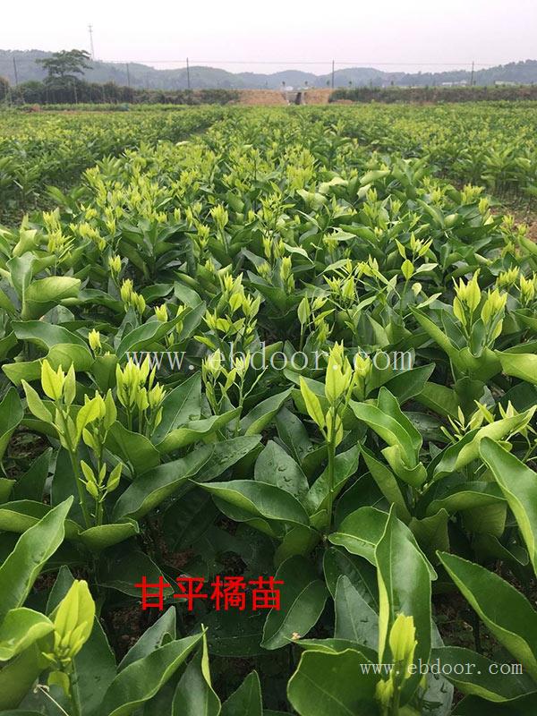 柑橘苗多少钱-四川柑橘苗-扬名苗木基地批发