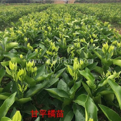 柑橘苗多少钱-四川柑橘苗-扬名苗木基地批发