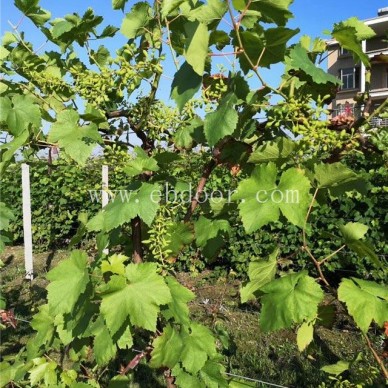 优质葡萄苗出售-葡萄苗出售-葡萄苗批发选善田苗木(查看)